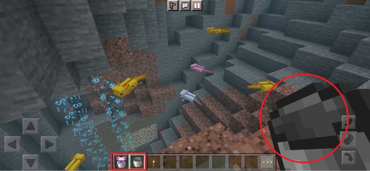 Picking up axolotls in a bucket in Minecraft