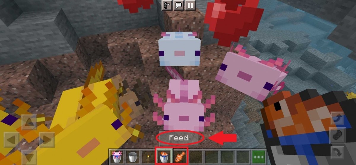 Feeding an Axolotl in Minecraft