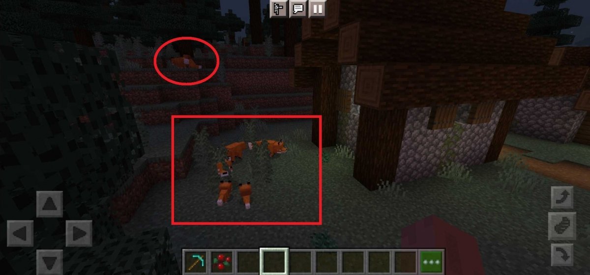 Foxes in Minecraft: where are they and how to tame them?